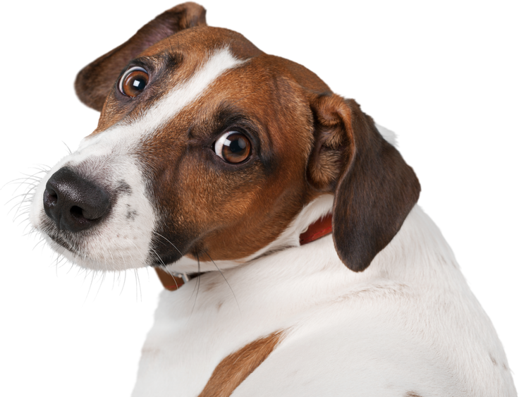 Jack Russell Terrier's Head Close-up